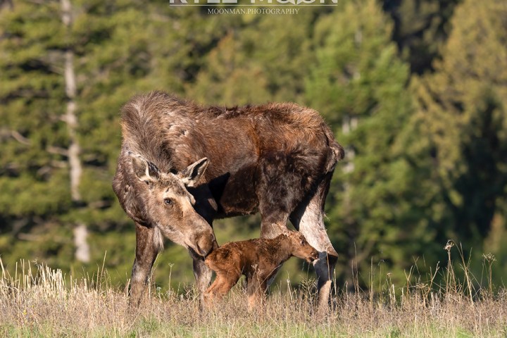 Moose stands beside its calf in a grassy field with trees in the background.
