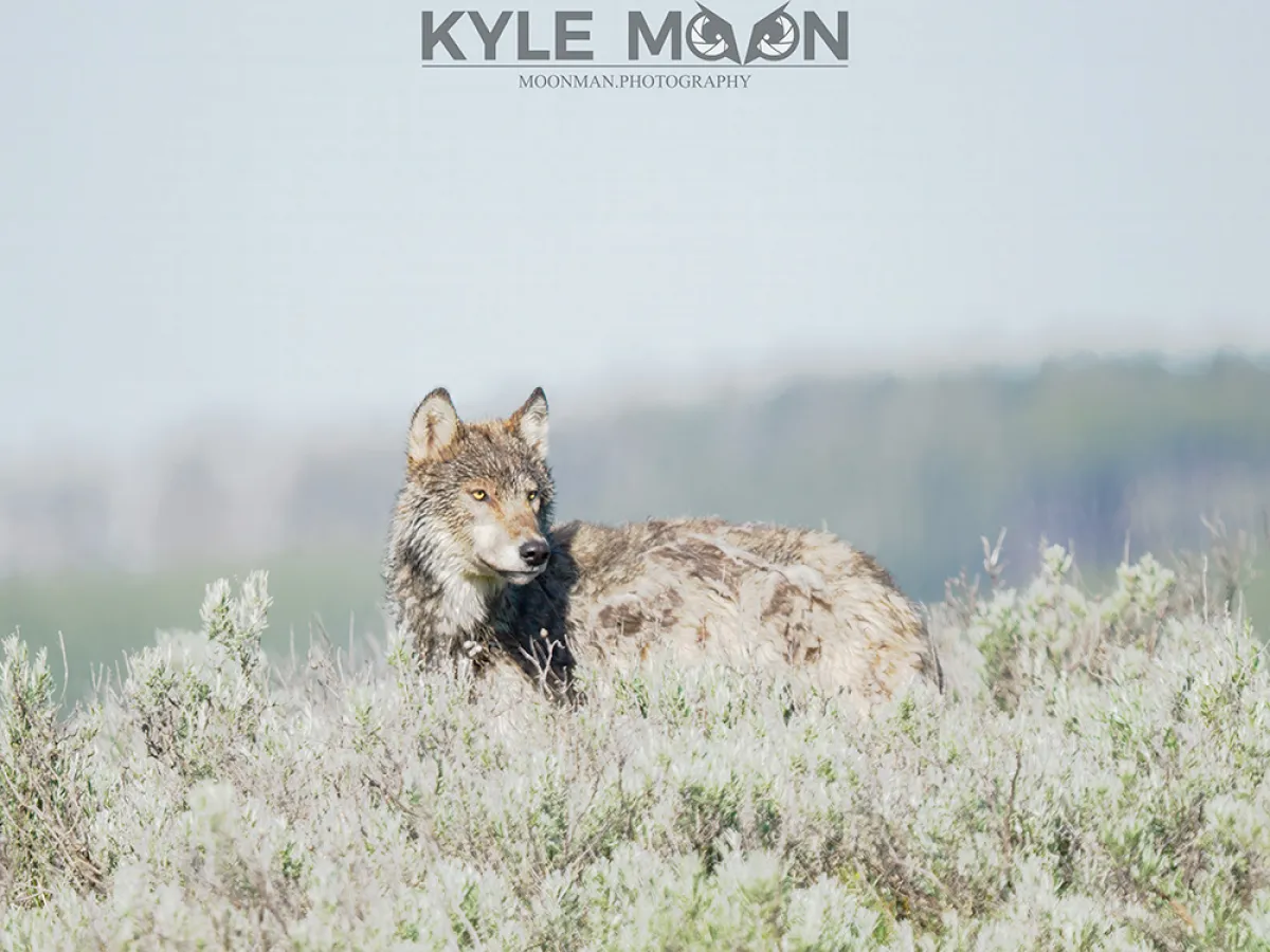 A wolf stands in tall grass with a blurred forest background under a clear sky.