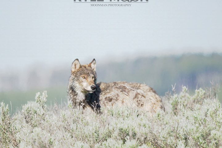 A wolf stands in tall grass with a blurred forest background under a clear sky.
