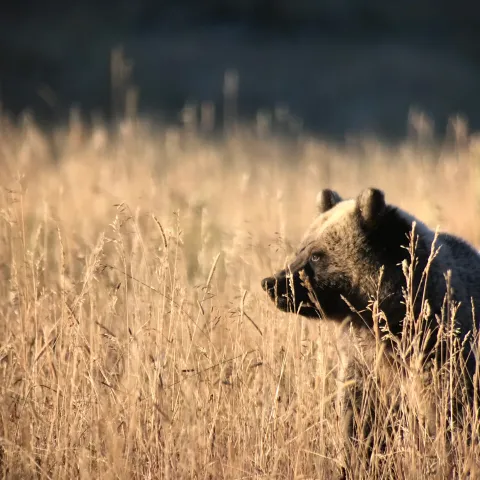 a brown bear standing on top of a dry grass field