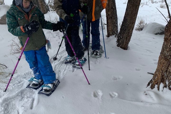 winter tours yellowstone