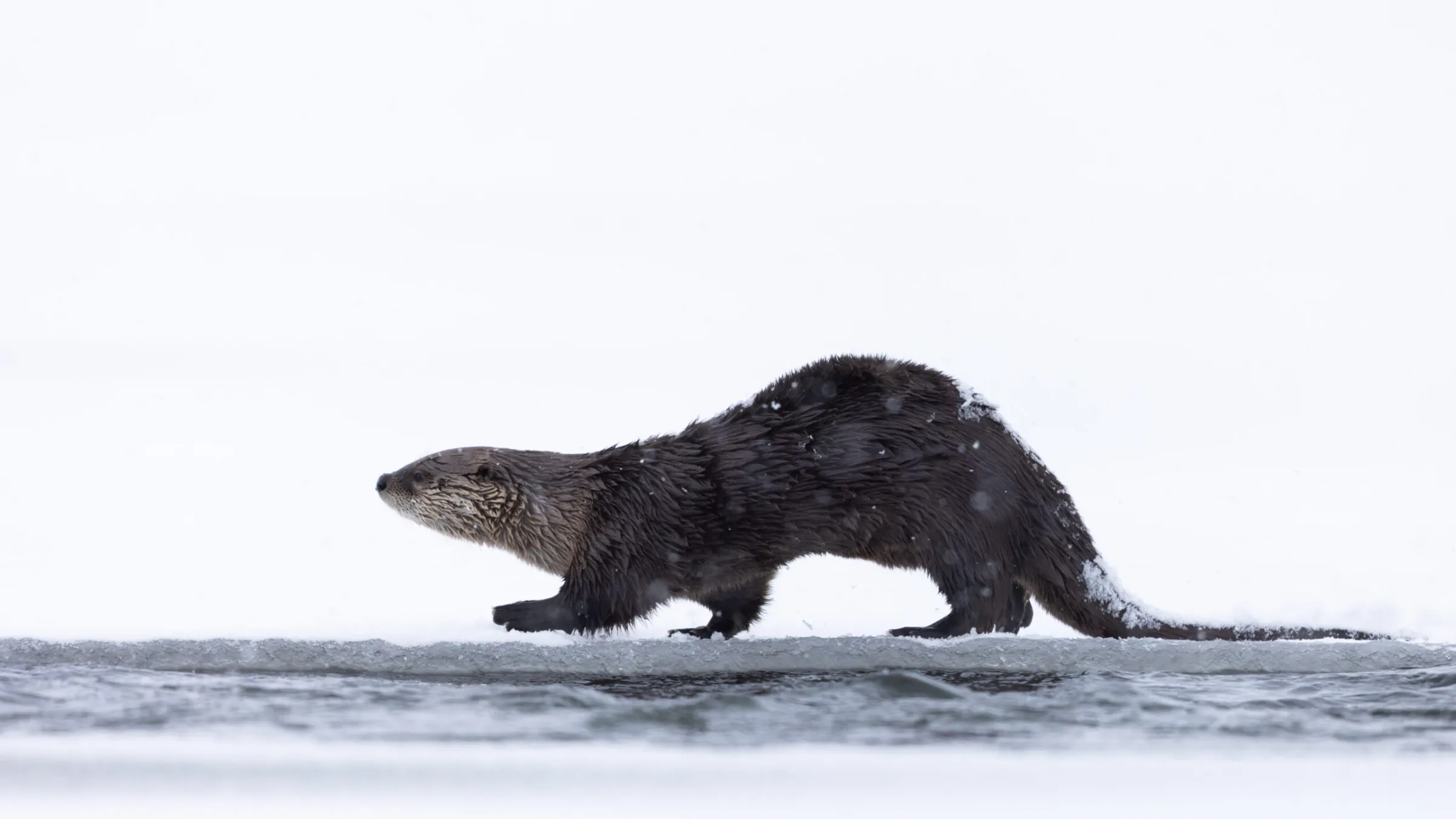 a river otter next to a body of water