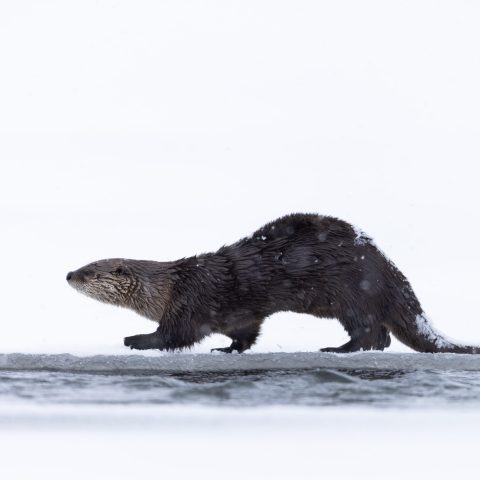 a river otter next to a body of water