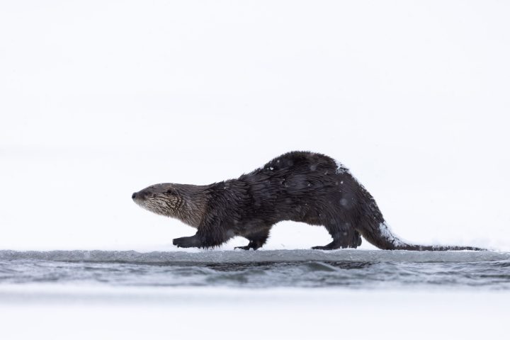a river otter next to a body of water