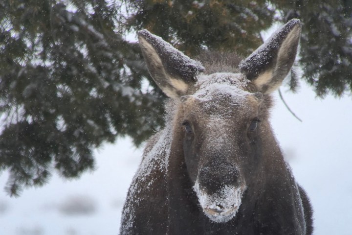 moose in winter yellowston