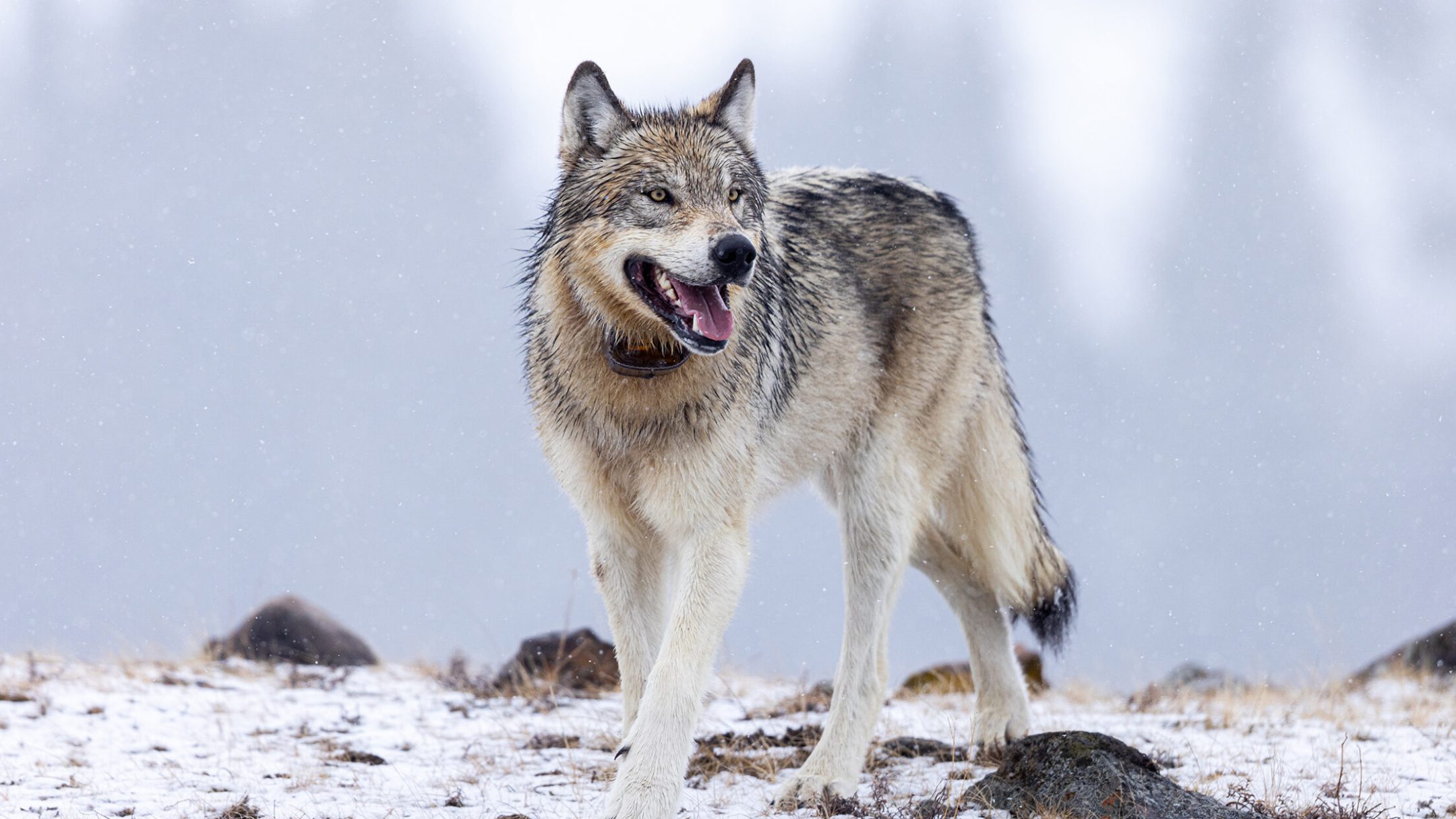 yellowstone wolf tours