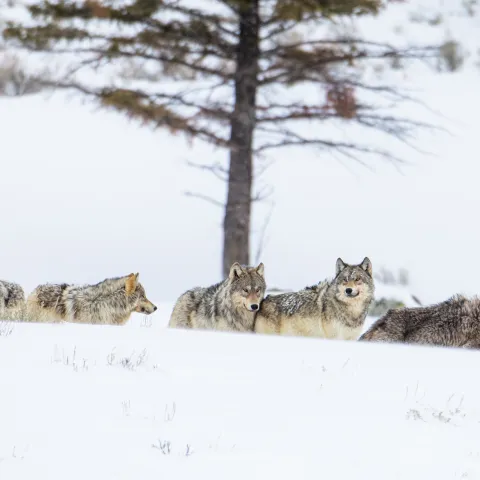 a cat sitting on top of a snow covered field