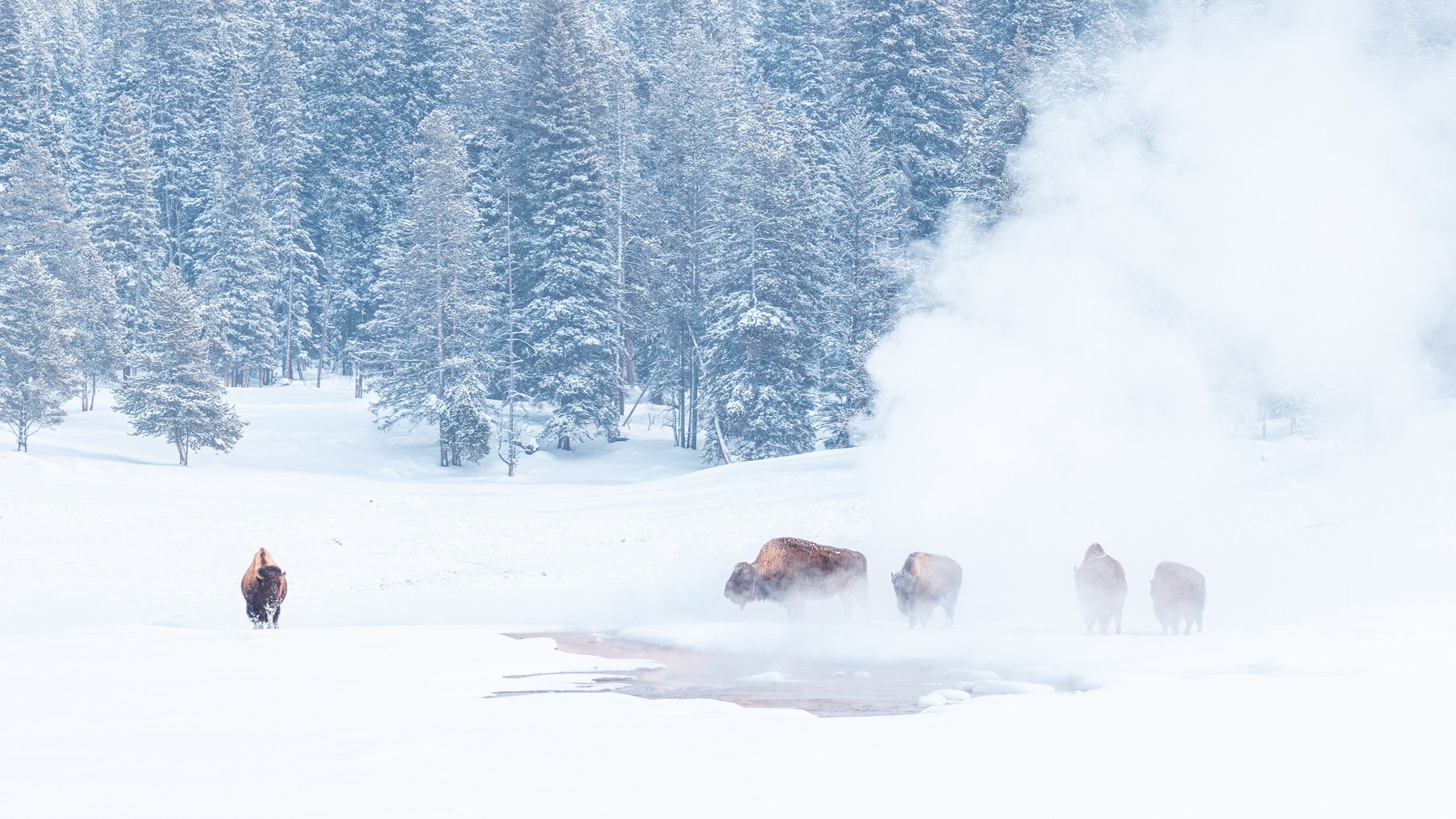 Bison shrouded in the steam of a Yellowstone thermal feature in winter