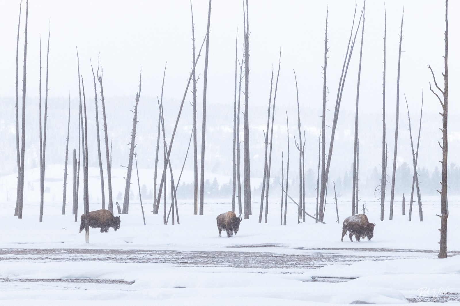a herd of sheep walking across a snow covered field