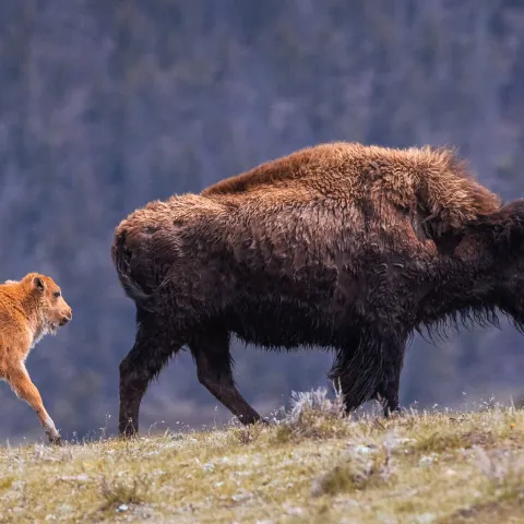 a mother and baby sheep standing on top of a grass covered field