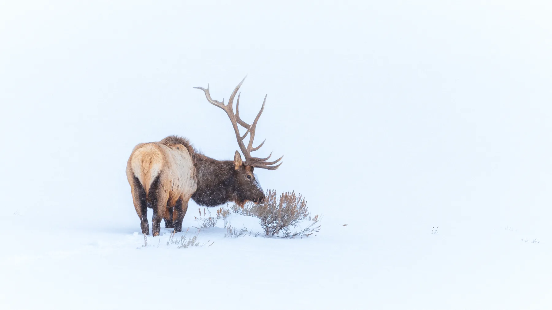 Bull elks struggling to survive a Yellowstone winter.