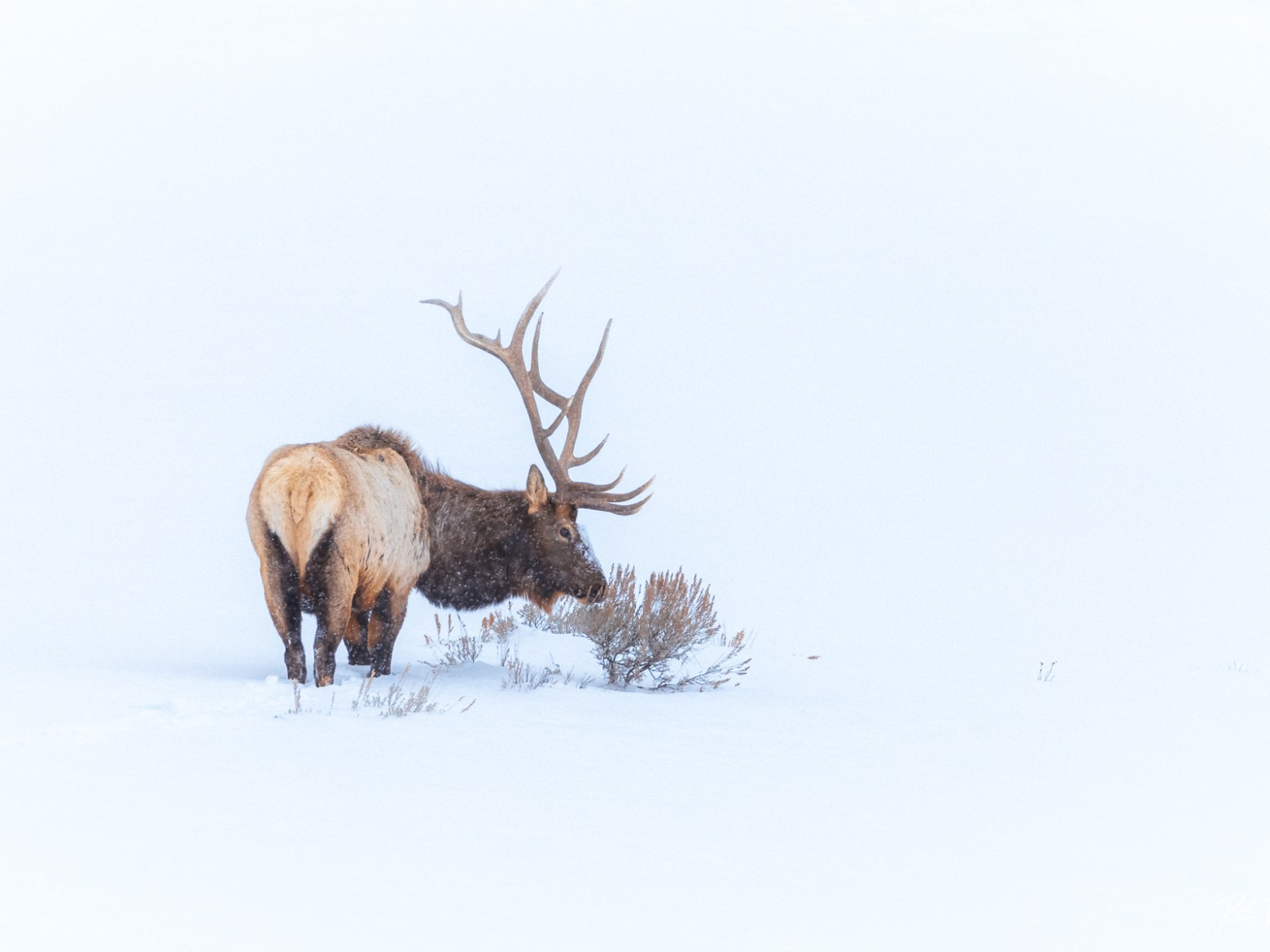 Bull elks struggling to survive a Yellowstone winter.