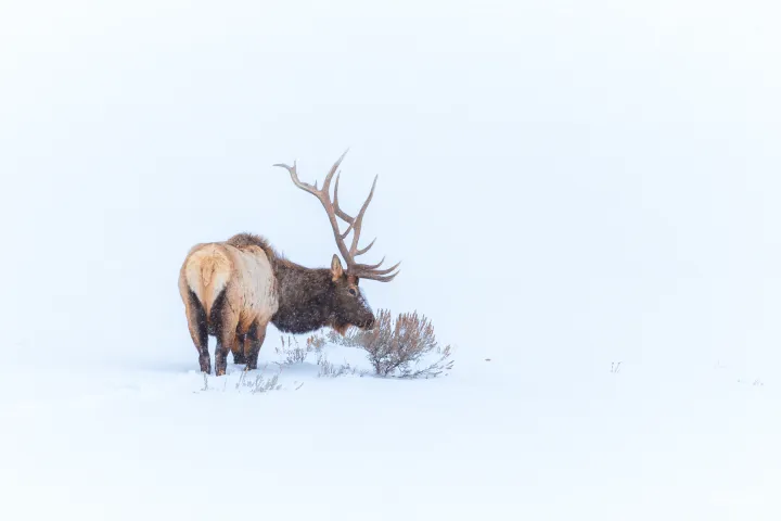 Bull elks struggling to survive a Yellowstone winter.