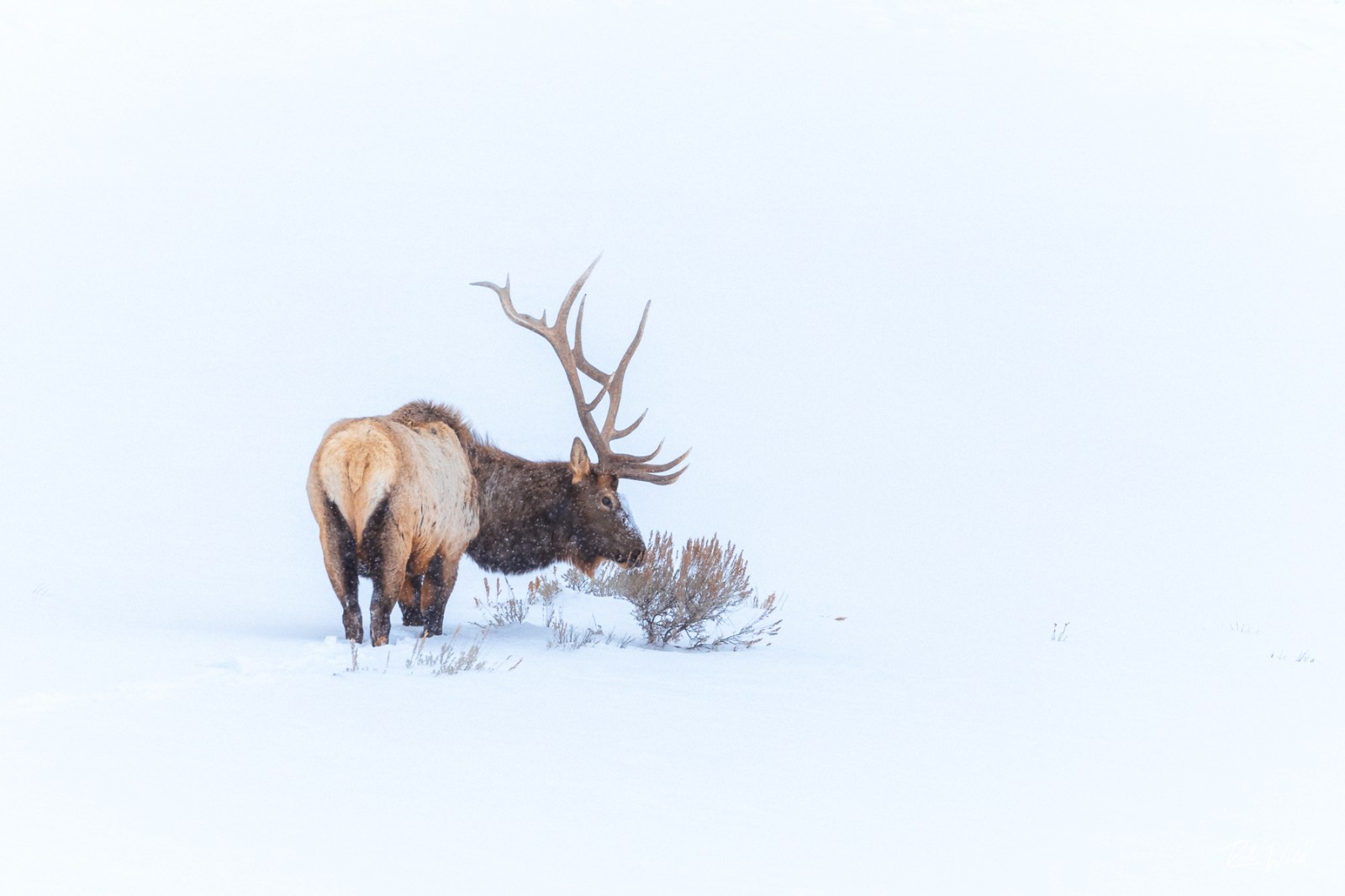 Bull elks struggling to survive a Yellowstone winter.