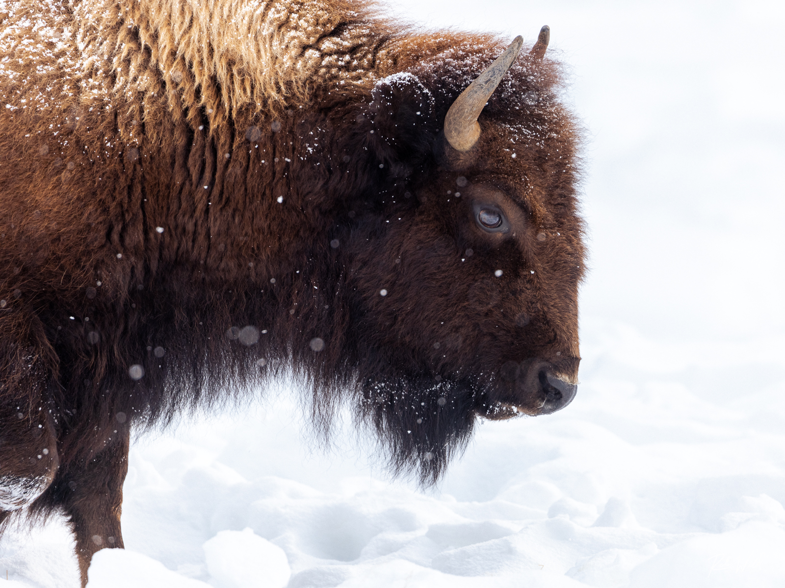 a brown bear standing in the snow