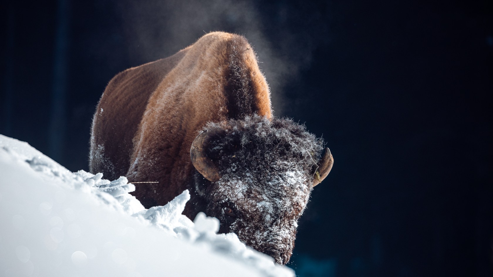 a frosty faced bull bison in the deep snow of a Yellowstone winter