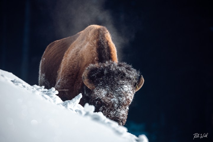 a frosty faced bull bison in the deep snow of a Yellowstone winter