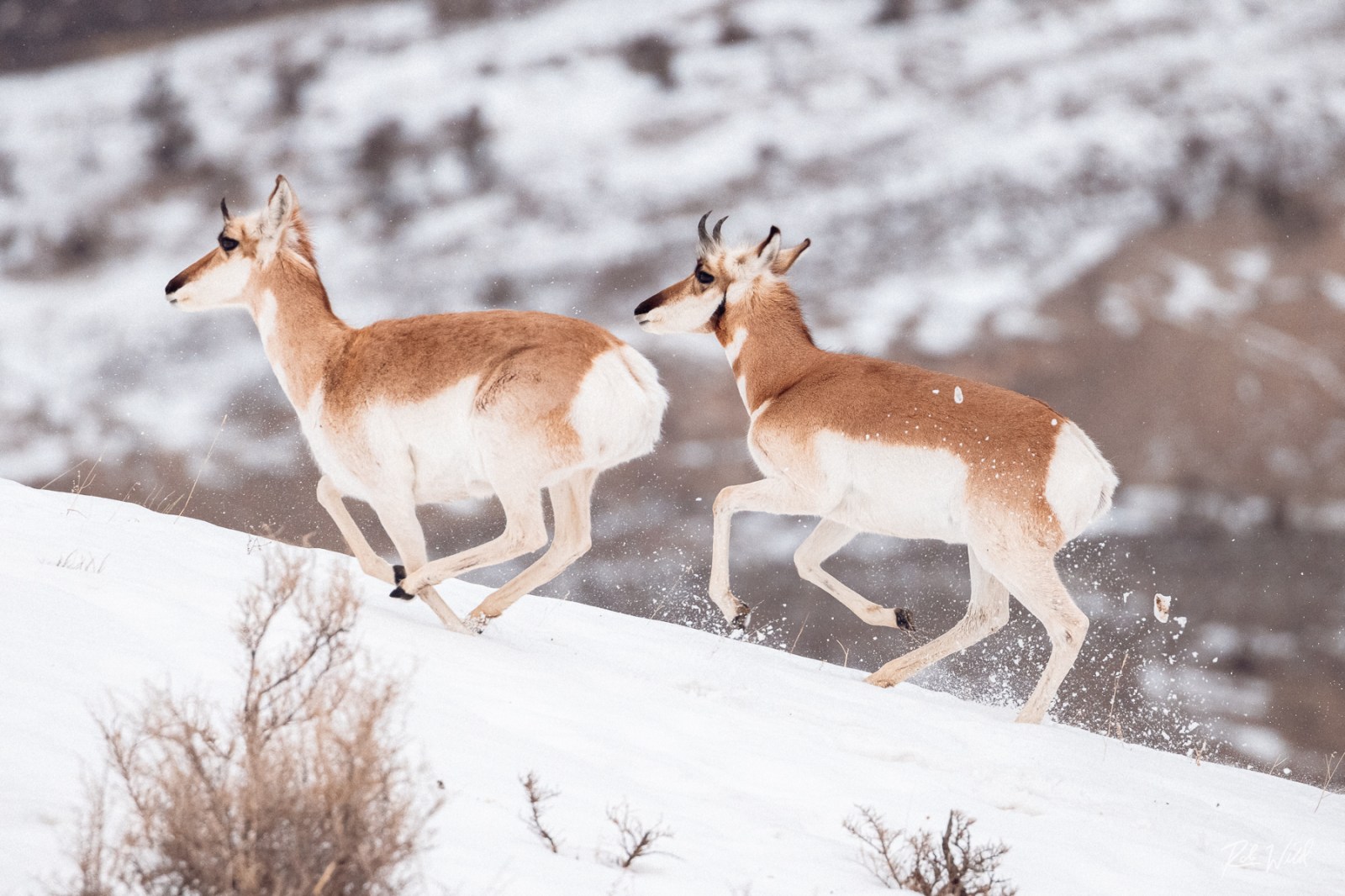 a group of sheep that are standing in the snow