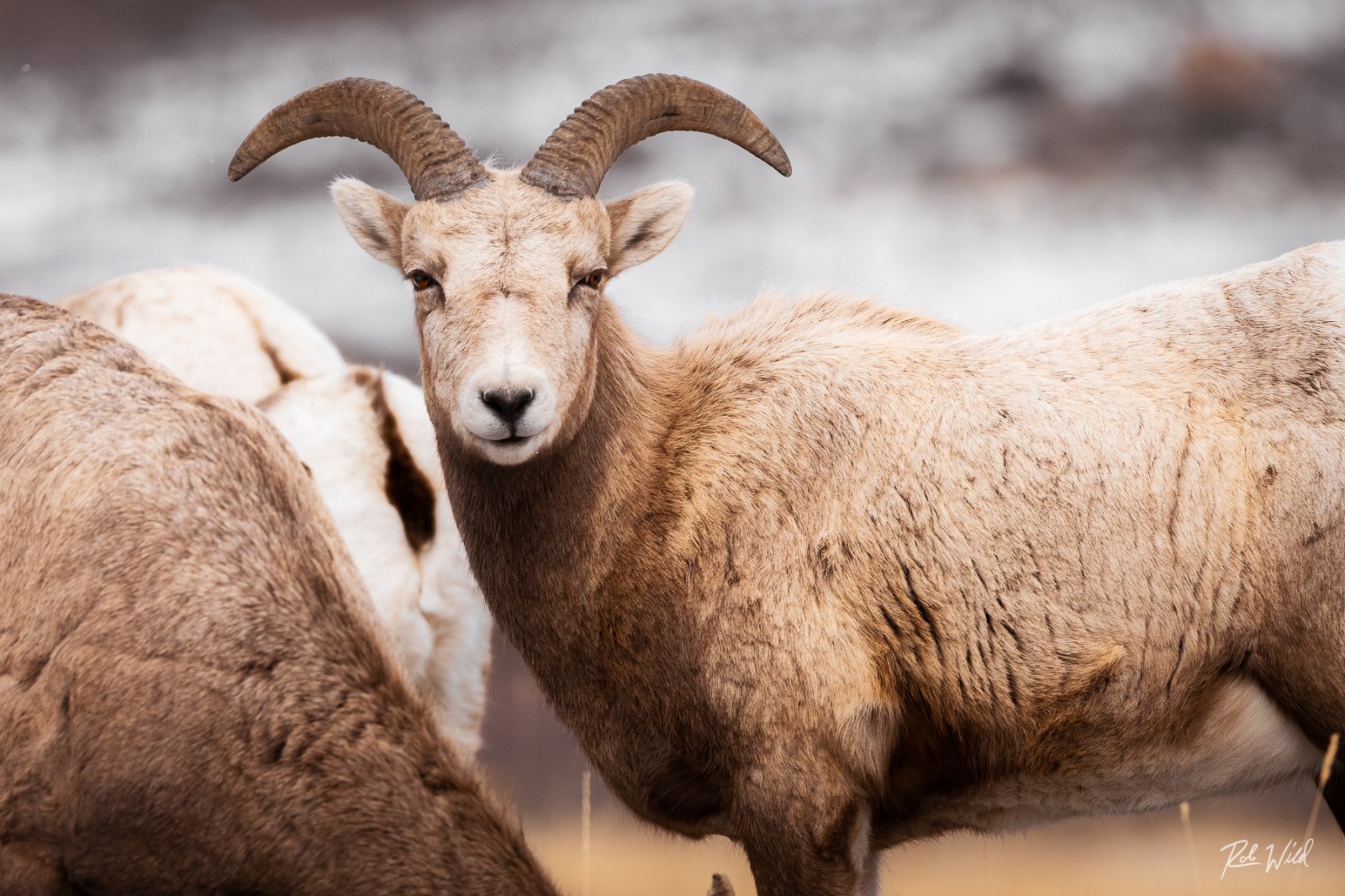 a herd of sheep standing on top of a dirt field