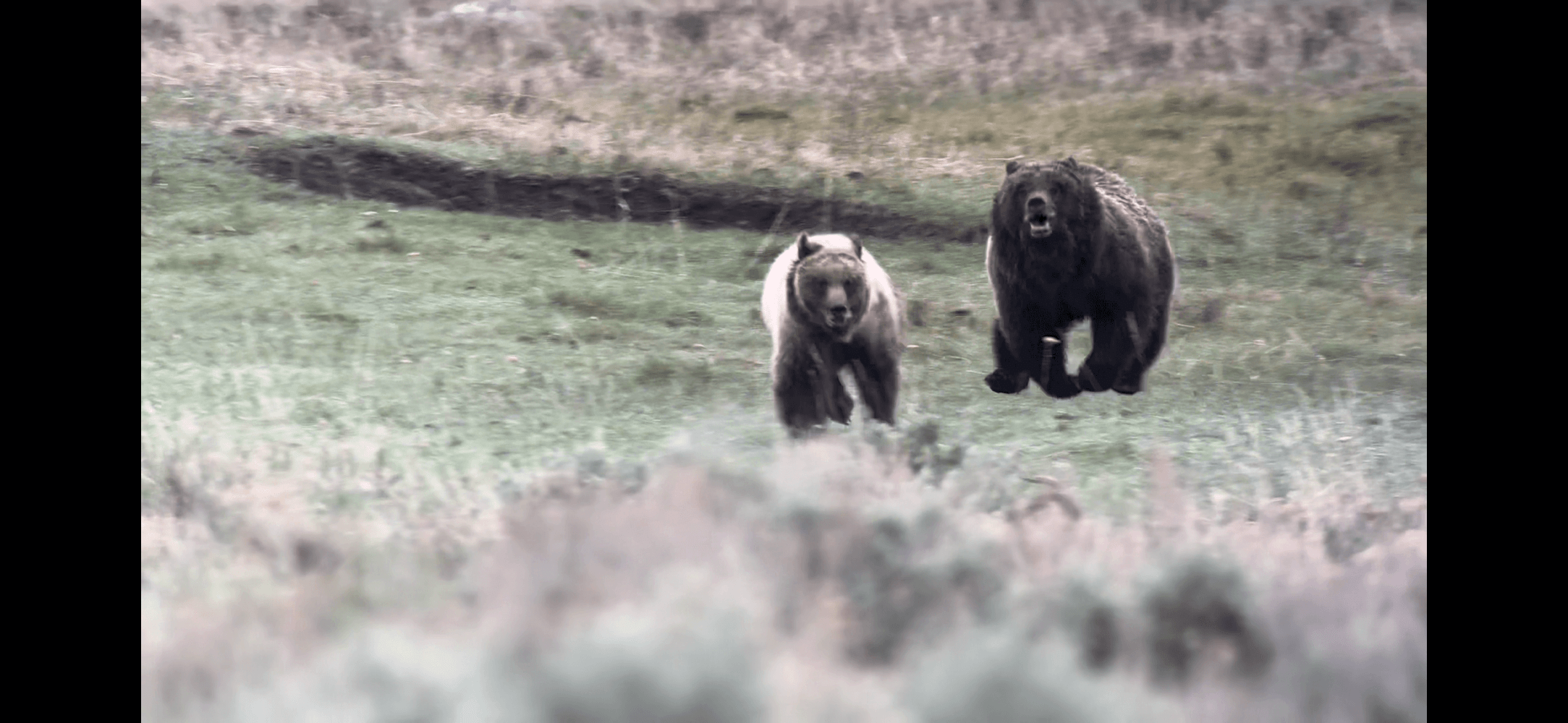 A mother grizzly bear chases off her cub during family breakup.