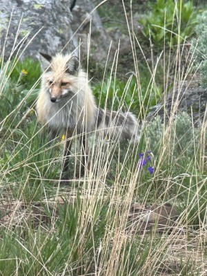 A fox mouses in a grassy field in Yellowstone National Park.