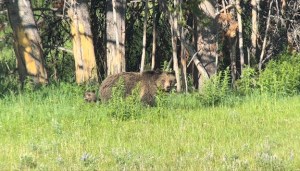 A familiar bear with cubs stand in lush greenery in Yellowstone National Park.