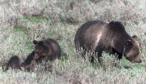 A sow grizzly bear with two cubs, now one year older, graze grass in Yellowstone National Park.