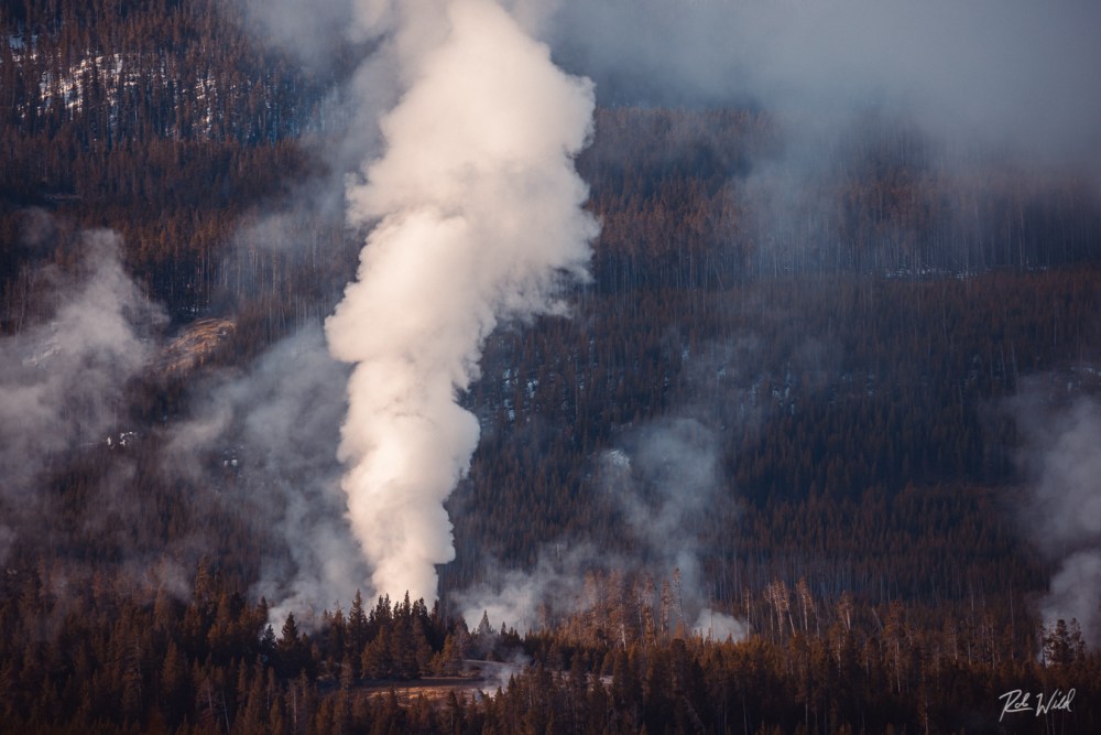 Steamboat Geyser in steam phase, towering over the surrounding forest at Norris Geyser Basin in Yellowstone National Park.