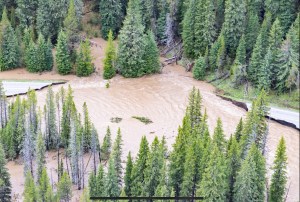 a river running through a forest