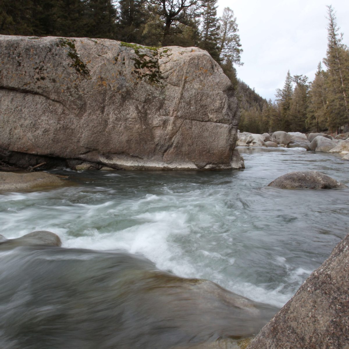 Healthy waterways in the Greater Yellowstone Ecosystem are home to salmonfly nymphs and adults.