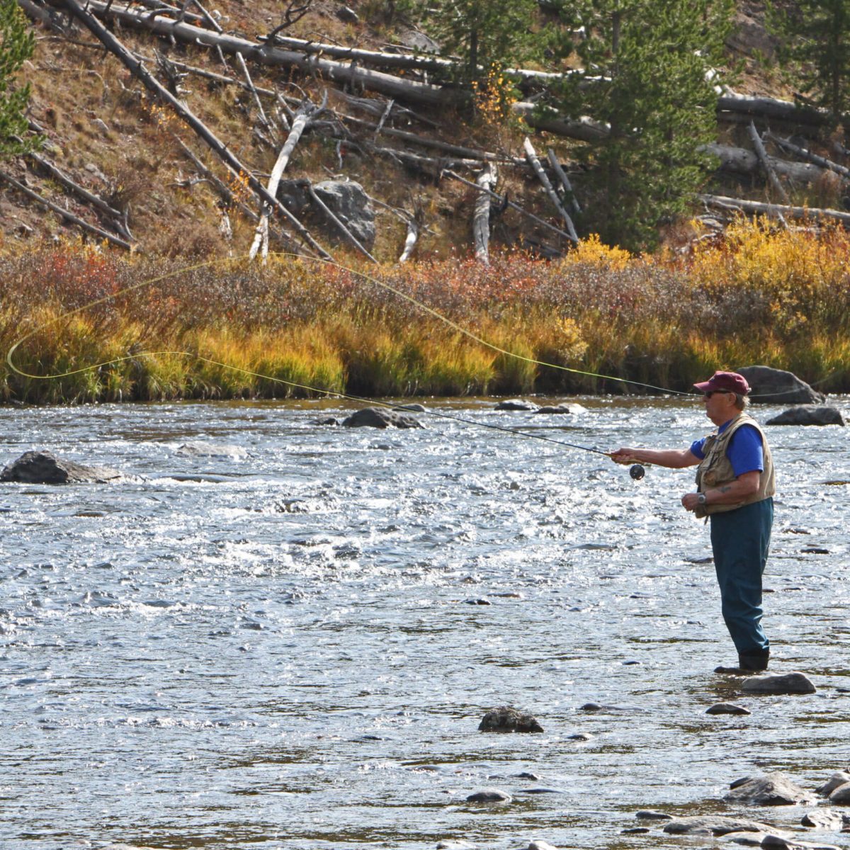The annual salmonfly hatch in Yellowstone is a favorite of fly-fishers.