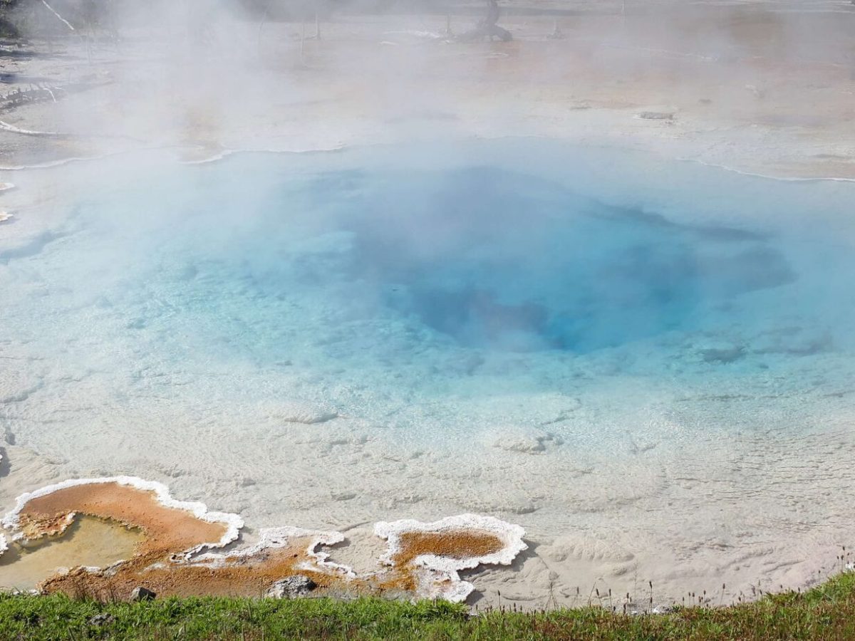 Panic grass and other plants grow on the outskirts of a Yellowstone Hot Spring.