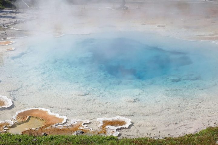 Panic grass and other plants grow on the outskirts of a Yellowstone Hot Spring.