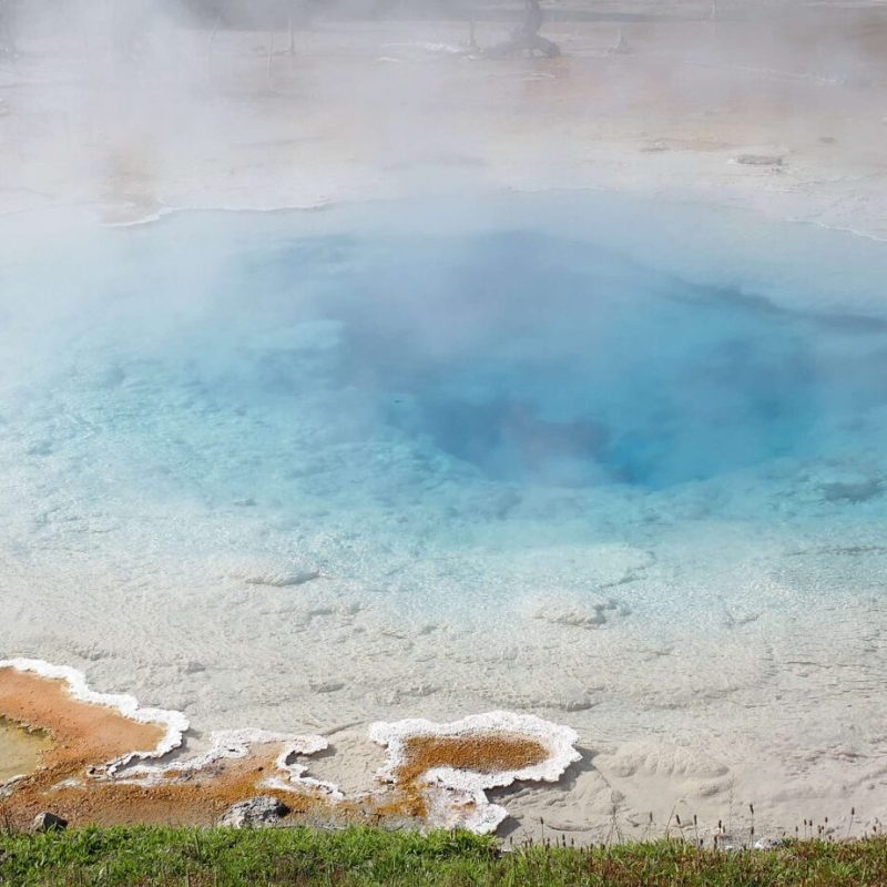 Panic grass and other plants grow on the outskirts of a Yellowstone Hot Spring.