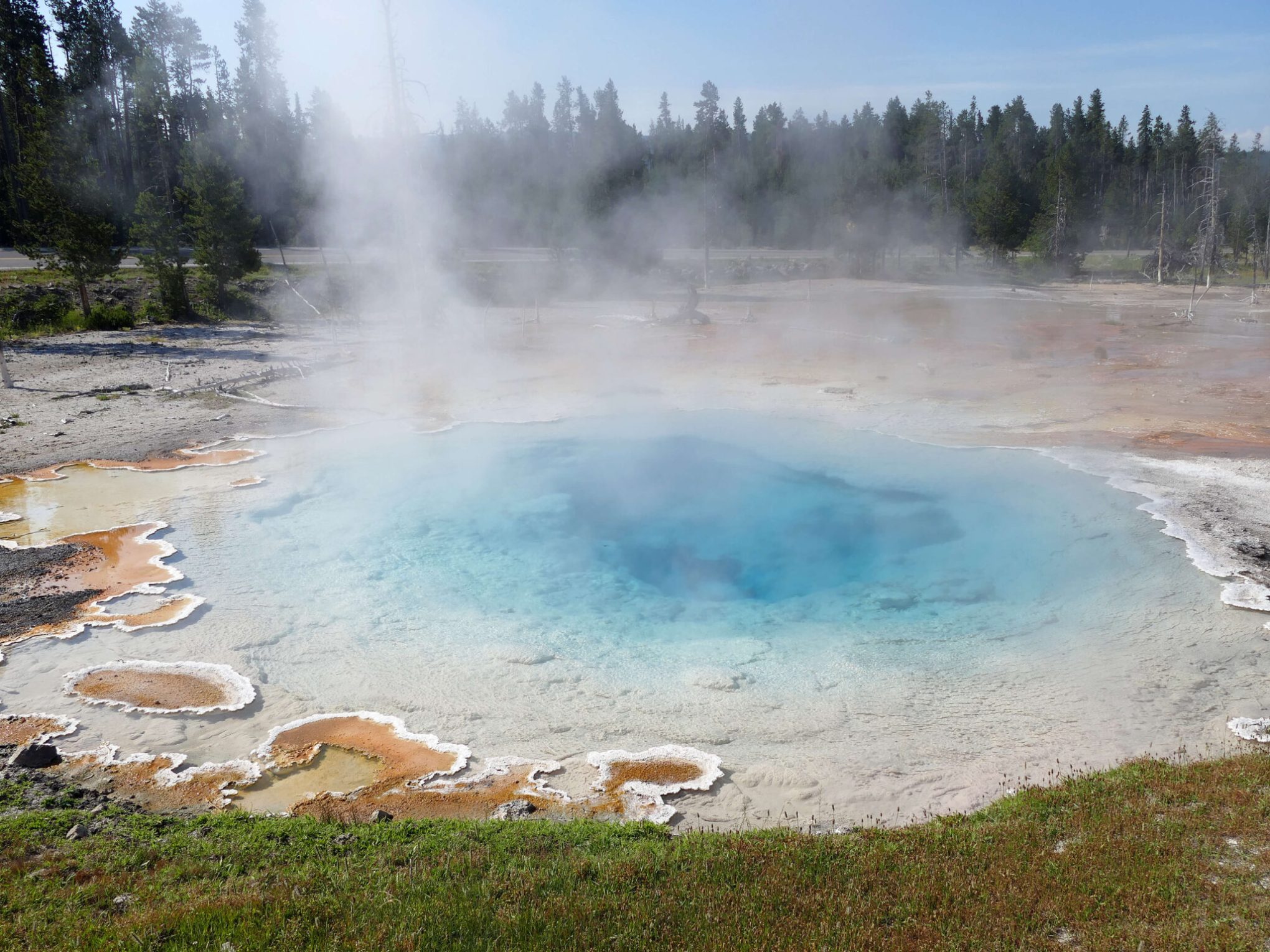 Panic grass and other plants grow on the outskirts of a Yellowstone Hot Spring.