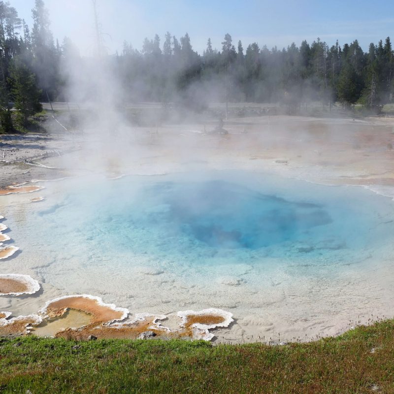 Panic grass and other plants grow on the outskirts of a Yellowstone Hot Spring.