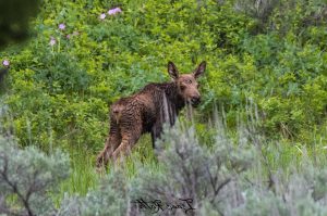 By photographing wild animals like this moose calf from a distance, visitors can help protect baby wildlife.