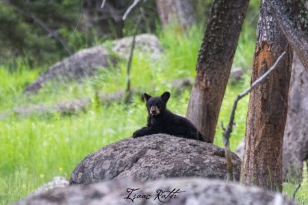 Respectfully photographing baby wildlife protects both visitors and the animals they've travelled to see.