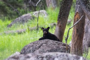 Respectfully photographing baby wildlife protects both visitors and the animals they've travelled to see.