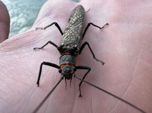 An adult salmonfly sits atop a hand.