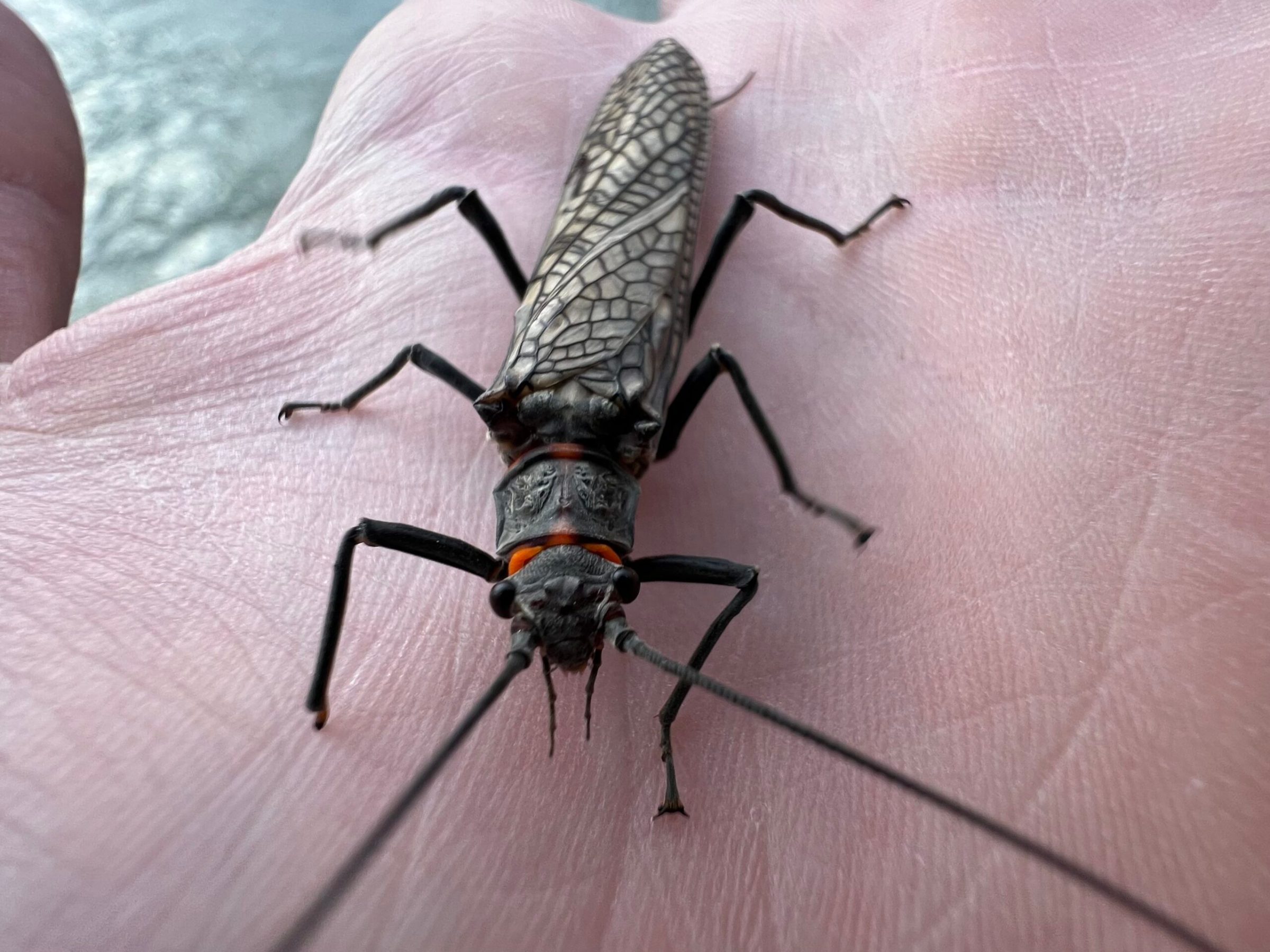 An adult salmonfly sits atop a hand.