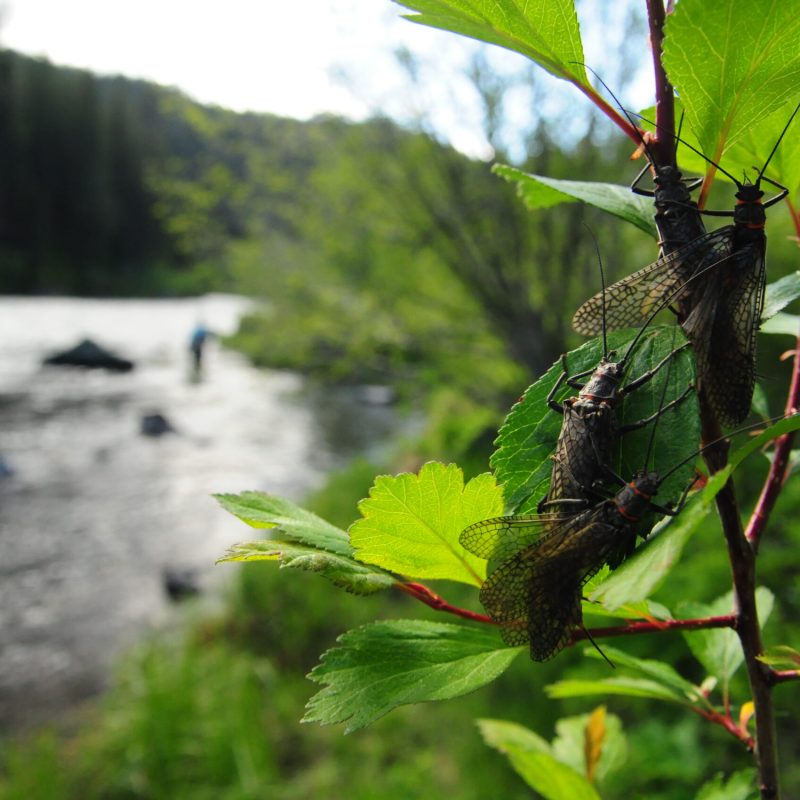 Adult salmonflies' primary purpose in their adult form is to reproduce.