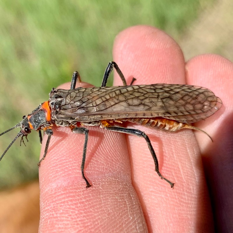 Adult giant salmonflies are identifiable by their large size, wrapped wings, and reddish band behind their head.