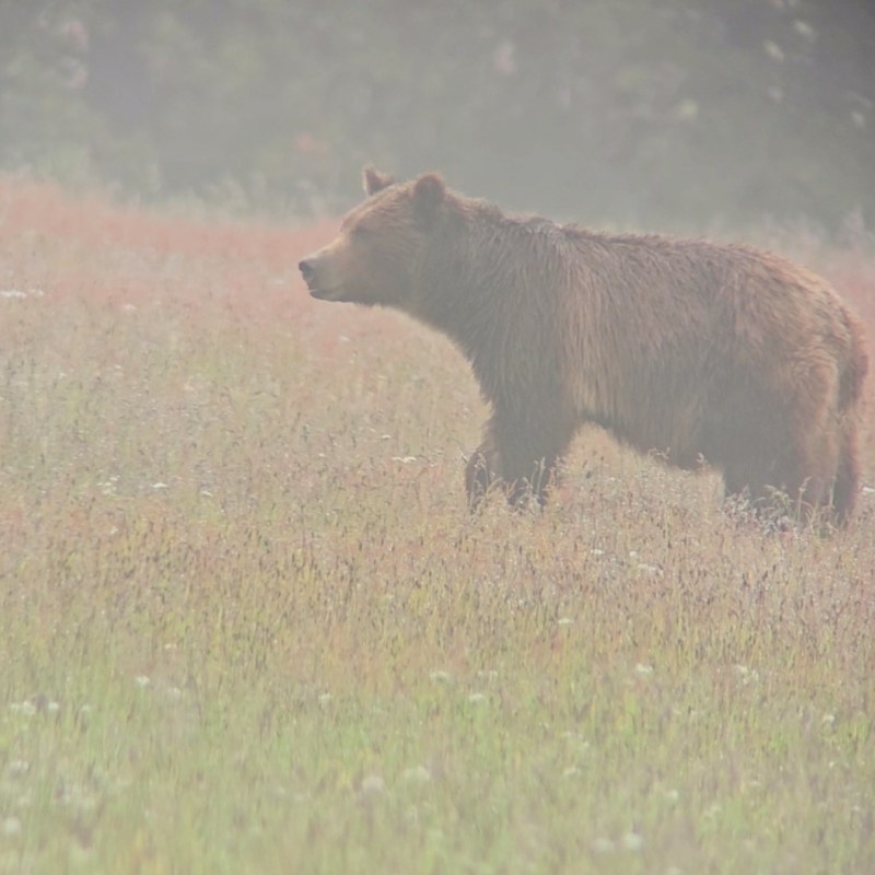 A grizzly bear forages in grasses in Yellowstone National Park.