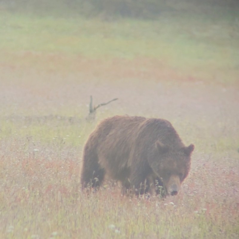 A grizzly bear forages in grasses in Yellowstone National Park.