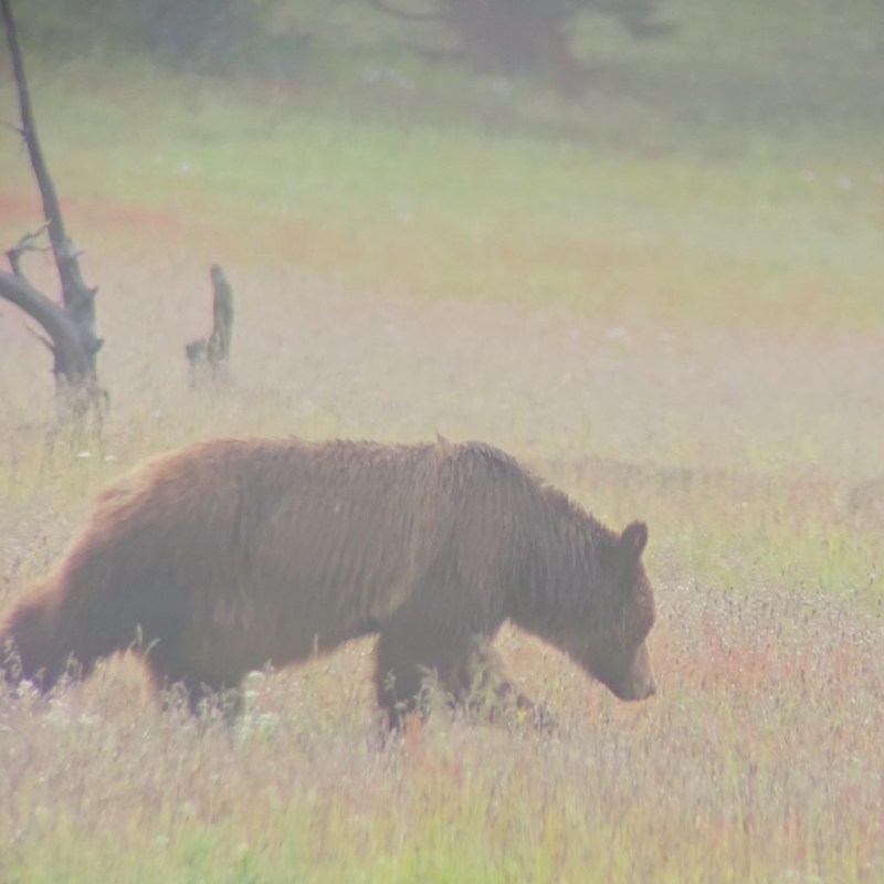 A grizzly bear forages in grasses in Yellowstone National Park.