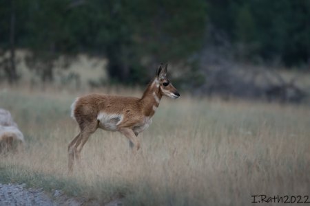 Yellowstone Wild Tours and its guides help visitors find wildlife like this pronghorn fawn through binoculars, lenses, and spotting scopes.