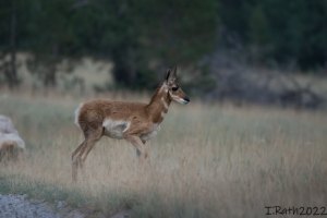 Yellowstone Wild Tours and its guides help visitors find wildlife like this pronghorn fawn through binoculars, lenses, and spotting scopes.