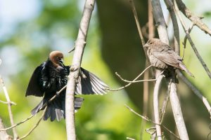 A male cowbird courts a female cowbird in a tree.