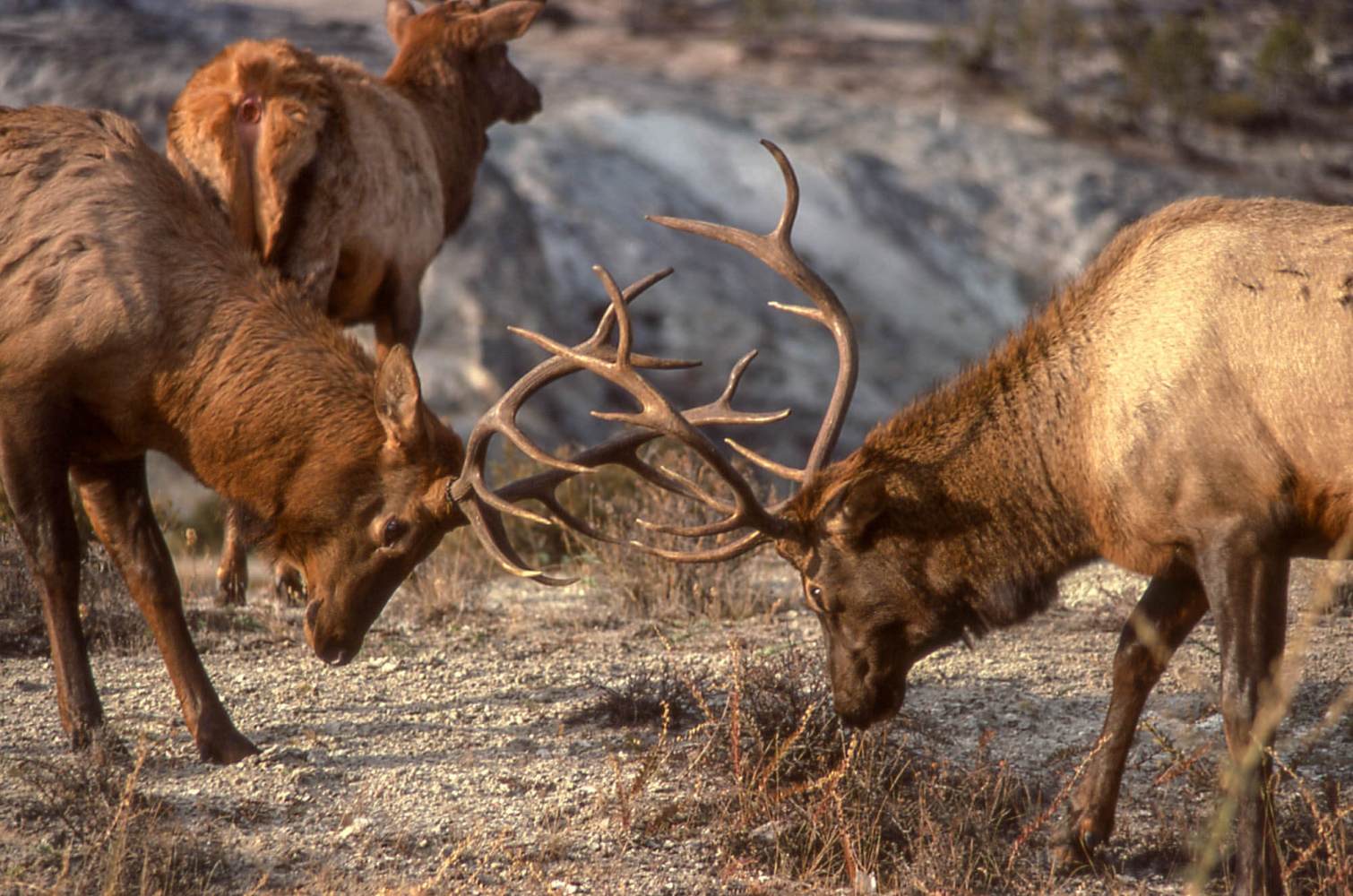 Bull elk sparring in Yellowstone National Park are among many sights visitors see on tour with Yellowstone Wild.